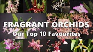 Our Top 10 Favourite Fragrant Orchids