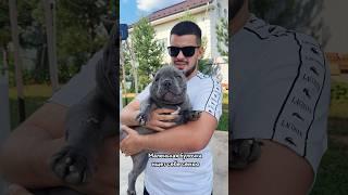 Мы очень хотим, чтобы она была счастлива  #буллищенки #americanbully #американскийбулли #собака