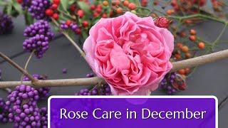 Rose Care in December