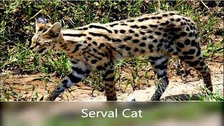 Serval (Cat) Leptailurus serval