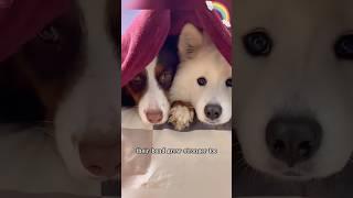 Such a loving family. #Animals #Dog #Companionship #shortvideo