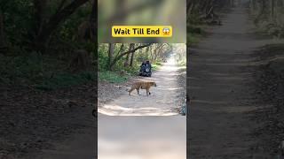 Tiger Attack Karega  Watch Till End - Jim Corbett National park #shorts #tiger #jimcorbett #travel