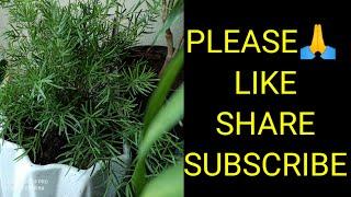 Beautiful indoor plants#Gardening with geet kumar English/hindi#Shorts