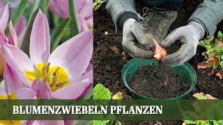 Blumenzwiebeln Pflanzen - Wie man Blumenzwiebeln richtig einpflanzt und Tipps zur Pflege