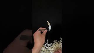 Bean sprout painting, different beauty, the beauty of life is everywhere, Bean sprout, good bean