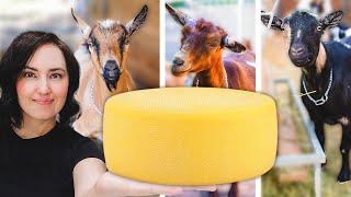 It only took 3 GOATS to make this  (cheese season has arrived!)