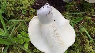 koç , koçak , sütsüz mantar -  Russula delica mantarını inceledik