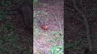 Moscow squirrel