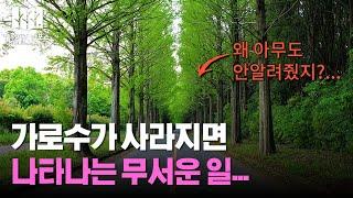 당신이 몰랐던 가로수의 비밀 I 숲해설가 숲이야기 김포스