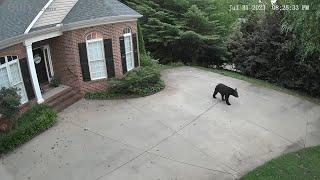 Bear walks around yard in Duncan, SC