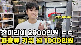 1마리에 2000만원 하는 파충류 키워 월 1000만원 버는 30대 사장님 ㄷㄷ