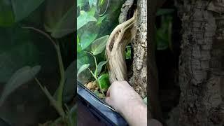 Building a Bioactive ZooMed 36x18x36” Vivarium