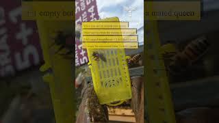 When you aim to expand your apiary, make sure to create the swarms with at least 2..