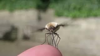 Dark edged Bee fly preparing for take off. Video Charlotte Rankin