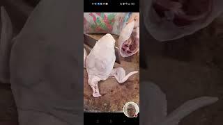 Kuya Jing TV  is live! cutting a hole chicken#satisfying#asmr#viral