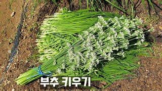 부추키우기/ 부추 한번 심으면 계속 수확하기/ 텃밭이나 주말농장에 재배하기/ 도시텃밭가꾸기/ 텃밭농사