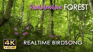 4K HDR Rhododendron Forest - REALTIME Birdsong - 8 Hours NO LOOP Bird Sounds - Relaxing Nature Video