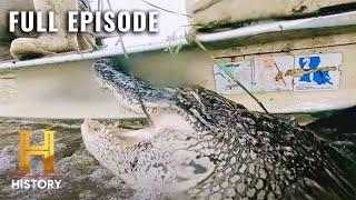 Swamp People: Crazy Cannibal Gator (S11, E11) | Full Episode