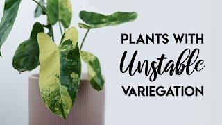 Top 10 Plants with UNSTABLE Variegation!