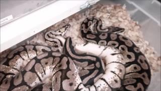 Olympus Reptiles Episode #18 Snake Locks