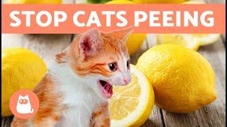 10 HOME REMEDIES to STOP Your CAT PEEING at HOME  (Cat Repellent)