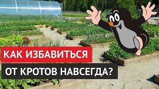 Как избавиться от кротов в саду? Простой способ, как избавиться от кротов навсегда!