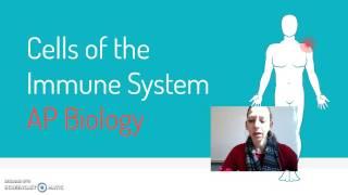 Lasseter AP Biology 27: Cells of the Immune System