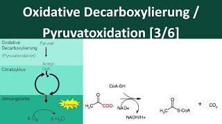 Oxidative Decarboxylierung / Pyruvatoxidation [Zellatmung, 3/6] - [Biologie, Oberstufe]