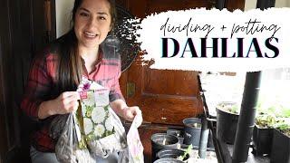 Dividing & Potting Up Dahlias // SCORED Café Au Lait Tubers for $3 EACH! (Season 1 Episode 18)