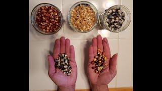 Heirloom Corn varieties at Mary's Heirloom Seeds