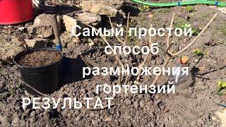 САМЫЙ ПРОСТОЙ СПОСОБ РАЗМНОЖЕНИЯ ГОРТЕНЗИЙ. РЕЗУЛЬТАТ
