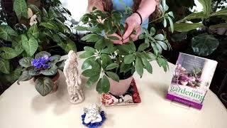 Schefflera Plant Care: What to Know