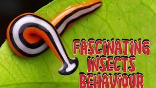 Fascinating Insects Behaviour