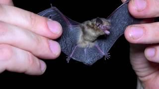 "Tiny" describes the Black-winged Little Yellow Bat