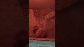 인공파각된 미니메추리 초생추 #buttonquail #병아리