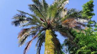 Those two Chilean Wine Palms (Jubaea chilensis) are almost 140 Years old