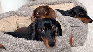 3 Mini Dachshunds & Bengal Cat in carrier bags.