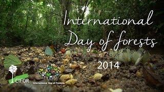 International Day of Forests 2014