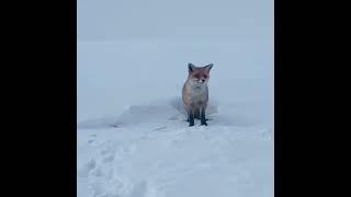 A hungry fox came to us during our stray animal feeding in harsh weather. We have gave his share.