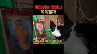 까마귀는 얼마나 똑똑할까