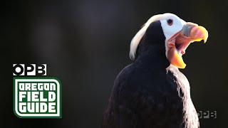 The puffins of Haystack Rock | Oregon Field Guide