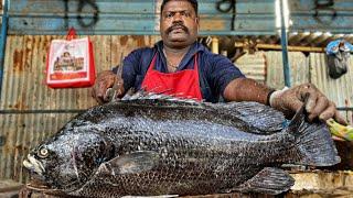 KASIMEDU  SPEED SELVAM | HUGE SEA BASS FISH CUTTING VIDEO | 4K VIDEO | KM FISH CUTTING