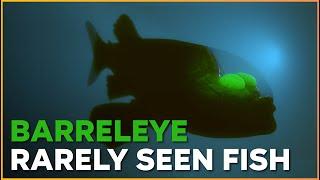 Barreleye Fish  Transparent-Headed Marvel | Nature Nuggets