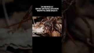세상에서 가장 위험한 곤충top5