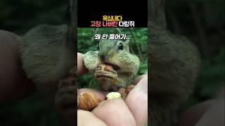 욕심내다 고장 나버린 다람쥐 #동물 #다람쥐