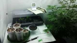 Clones, Seedlings, Flowering Room Update