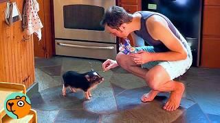 Tiny Piglet Will Squeal Non-Stop Until He Gets His Scratches | Cuddle Buddies