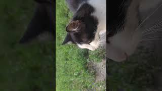Милая Котейка #shorts #cat #funny #animals #cute #кот #милый #милота #кошка #пушистый #cats #love
