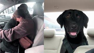 Black Lab Can't Stop "Hugging" Mom After Adoption!️