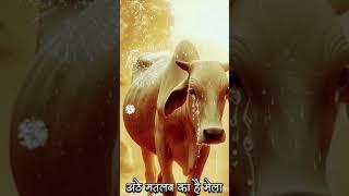 #trending ##short video #rajasthani #song #shorts